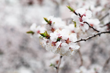 blossom in spring