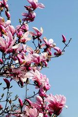 Image of flowers, a beautiful pink magnolia blooms in spring park