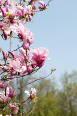 Image of flowers, a beautiful pink magnolia blooms in spring park