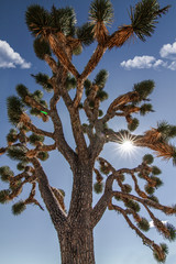 Joshua tree
