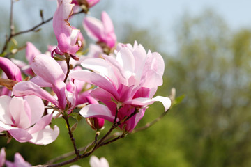 Obraz premium Image of flowers, a beautiful pink magnolia blooms in spring park