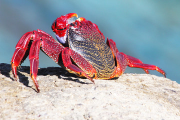 rote_Klippenkrabbe