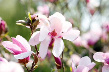 Obraz premium Image of flowers, a beautiful pink magnolia blooms in spring park