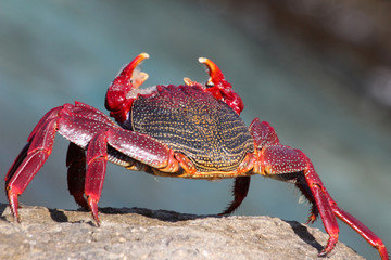 rote_Klippenkrabbe