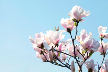 Image of flowers, a beautiful pink magnolia blooms in spring park