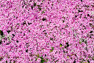 purple flowers background