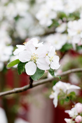 apple tree blossom