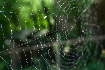 Cobwebs in the forest with dew drops.