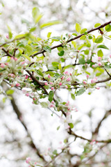 Obraz premium apple tree blossom