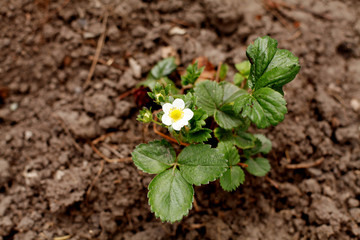 small plant in the ground