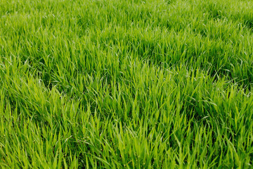 green grass background