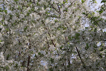 tree on a background