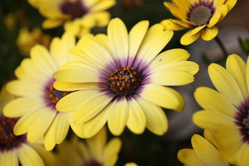 beautiful flowers and gardens