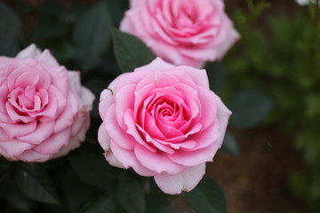 beautiful flowers and gardens