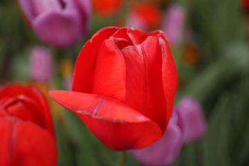 Fototapeta premium beautiful flowers and gardens