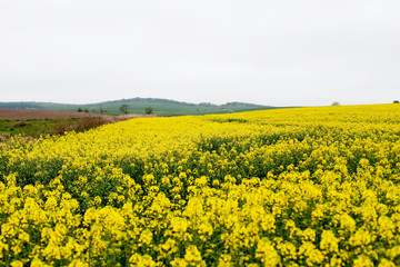 Yellow field rapeseed in bloom. Canola flowers