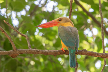 Close up of Stork-billed Kingfisher (Pelargopsis capensis) in nature of Thailand