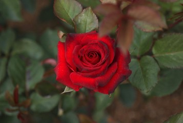 beautiful flowers and gardens