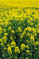 Yellow field rapeseed in bloom. Canola flowers