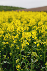 Yellow field rapeseed in bloom. Canola flowers