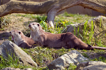 Smooth-coated otters (Lutrogale perspicillata) lying on grass