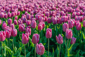 Dark pink colored tulips up close