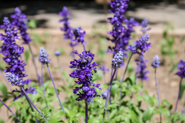  FLOWERS DWELLED ON A SPRING DAY