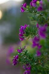  FLOWERS DWELLED ON A SPRING DAY