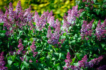 Obraz premium violet lilac tree garden nobody background 