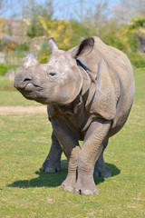 Naklejka premium Closeup of Indian rhinoceros (Rhinoceros unicornis) seen from front