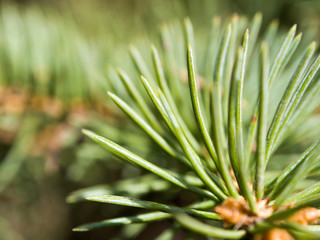 Naklejka na ściany i meble spruce tree needles texture image