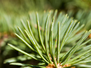 Naklejka na ściany i meble spruce tree needles texture image