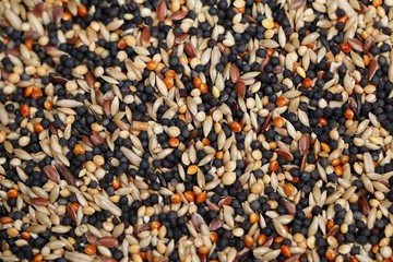 close up of bird feed