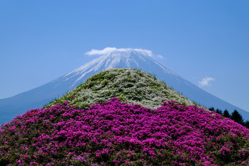 山梨 富士芝桜まつり