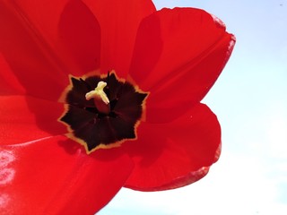 Macro gros plan tulipe rouge jaune noire ouverte 