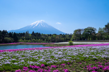 山梨 富士芝桜まつり