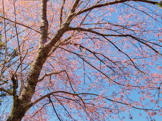 Wild Himalayan (Prunus) or Thai Sakura pink flowers cherry blossom on tree branches with blue sky background, Doi Ang Khang, Chiang Mai, Thailand.