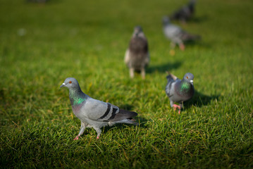Pigeon  on the ground with dalight