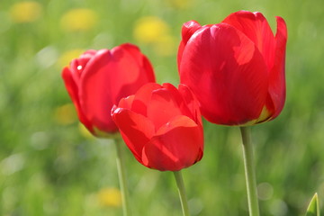 Obraz premium red tulips in the garden