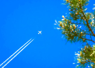 Traveling, Vacation, Transportation Concept: a Jet Airplane with White Contrail in Blue Sky Over the Pine Tree Top Branches.