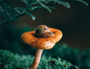A little curious snail on an orange chanterelle mushroom in the moss. Magical forest. Edible...