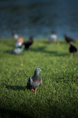 Pigeon  on the ground with dalight