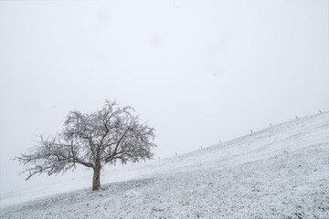 Baum im verschneiten Winter