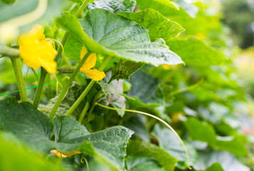 Growing the cucumbers