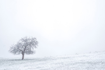 Fototapeta na wymiar Baum im verschneiten Winter
