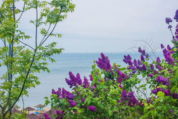 a beautiful lilac Bush against the blue sky and the sea. Anapa, Krasnodar region, Russia