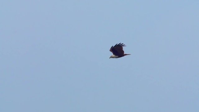 Brahminy kite (Haliastur indus) flying and catching fish on water in nature of Thailand.