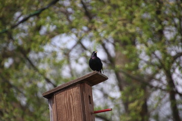 bird on feeder