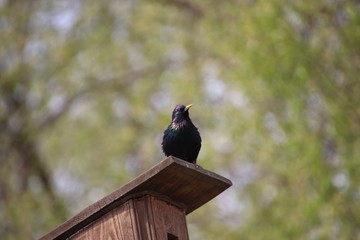 bird on fence