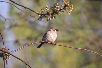 bird on branch